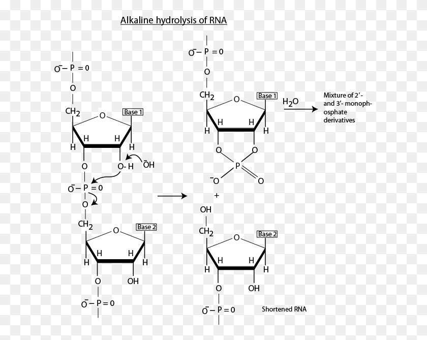 625x609 Dondequiera Que Estén Presentes Secuencias Complementarias En El Arn Monofosfato Desoxirribonucleico, Diagrama, Diagrama, Texto, Hd Png