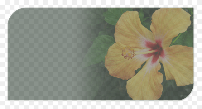975x494 Whether Looking For A Solution For Drooping Dahlias Hibiscus, Plant, Flower, Blossom HD PNG Download