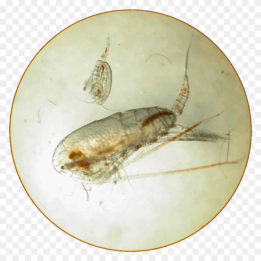 1628x1628 Which In Turn Are Eaten By Jellies Fish And Other Net Winged Insects, Insect, Invertebrate, Animal HD PNG Download