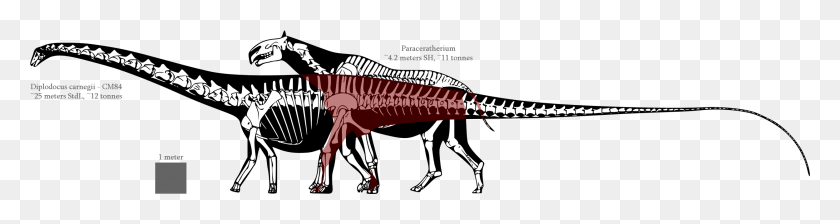 2498x527 Которые Жили Около 30 Млн Лет Назад В Азии, Крупнейшее Млекопитающее По Сравнению С Динозаврами, Динозавр, Рептилия, Животное Hd Png Скачать