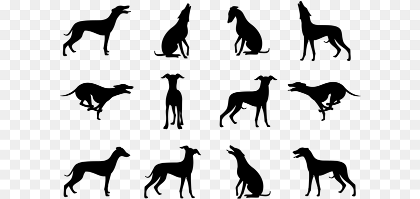 603x399 Whippet Silhouettes Vector Italian Greyhound Silhouette, Gray Transparent PNG