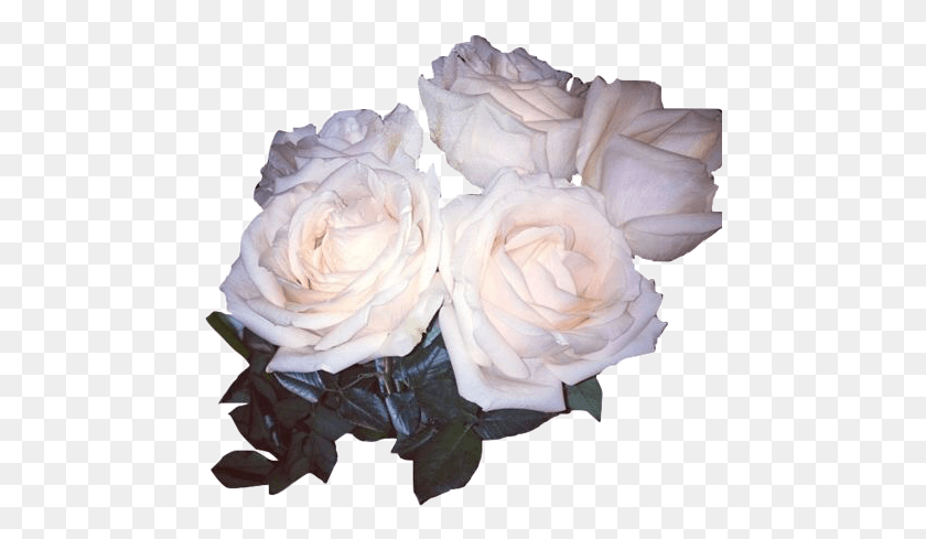 470x429 Белые Эстетические Цветы Белые Розы В Tumblr, Роза, Цветок, Растение Hd Png Скачать