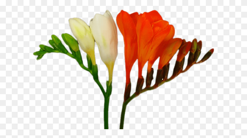 621x409 Белые И Красные Цветы Жимолости Цветок Фрезии Белый Фон, Растение, Цветение, Лепесток Hd Png Скачать