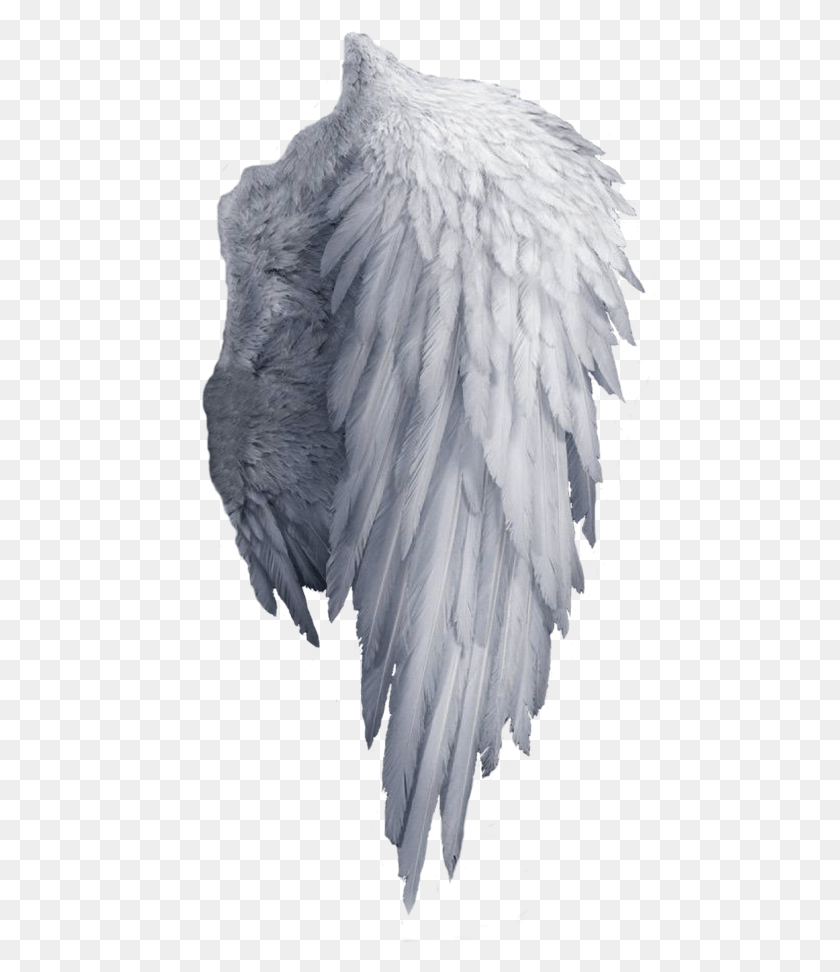 481x912 White Angel Wings, Bird, Animal, Flying HD PNG Download