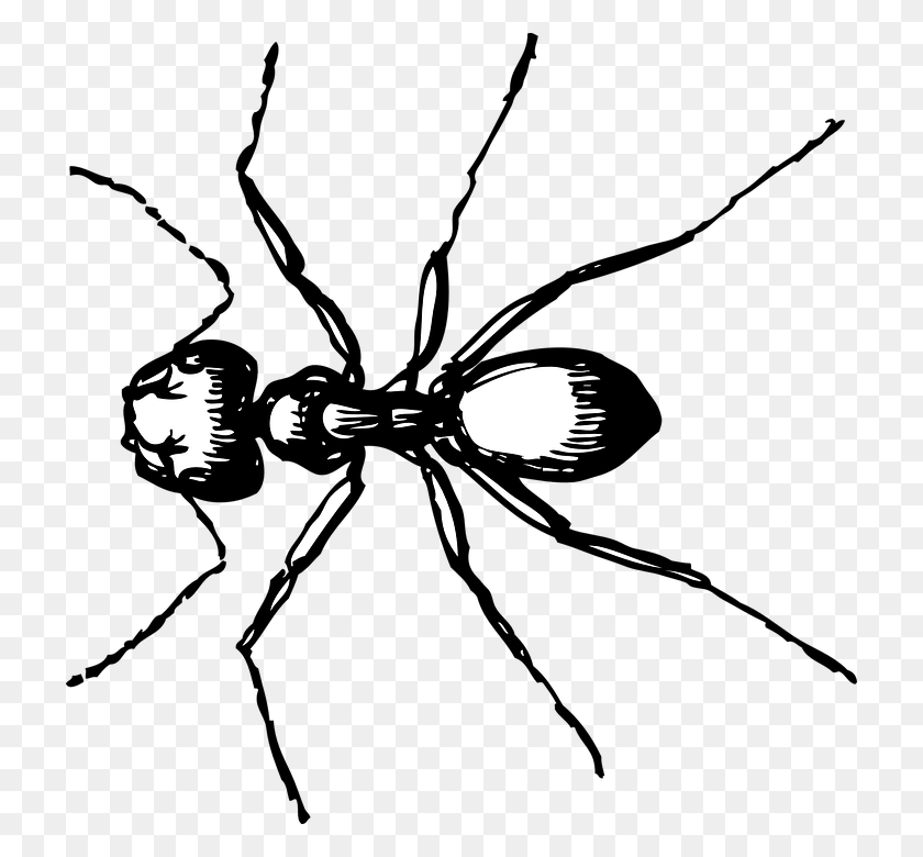 720x720 White Ant, Insect, Invertebrate, Animal HD PNG Download