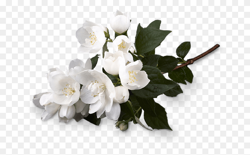 667x462 Белые Цветы Жасмин, Растение, Цветок, Цветение Hd Png Скачать