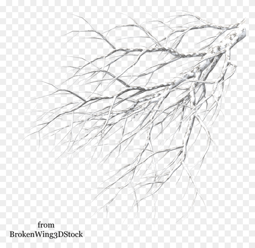 860x836 White Branch Winter Tree Branches Transparent Background, Plant, Root, Vegetable HD PNG Download