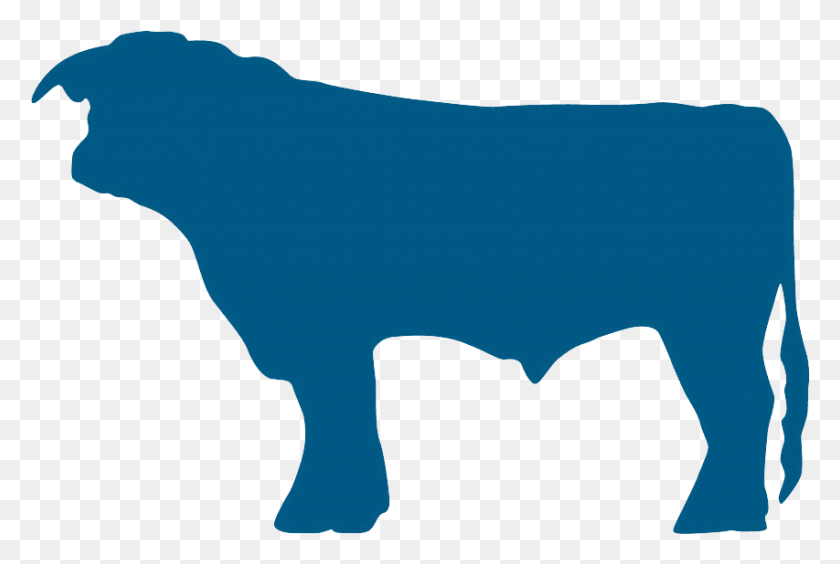 853x552 White Bull Blue Bull Dairy Cow, Mammal, Animal HD PNG Download