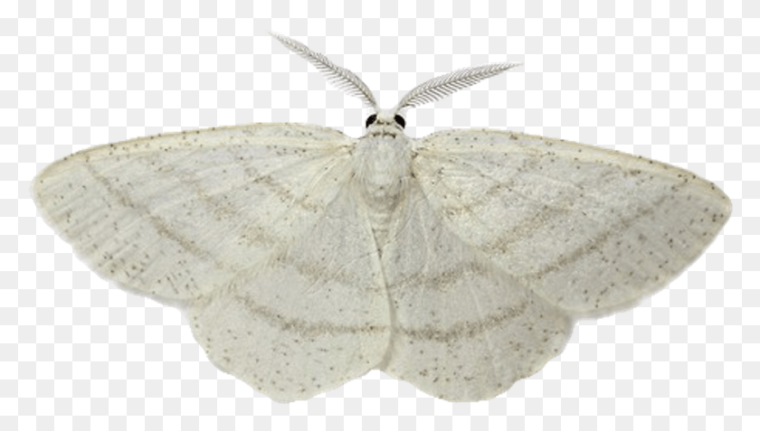 935x500 White Butterfly Insect Wings Moths Transparent, Moth, Invertebrate, Animal HD PNG Download