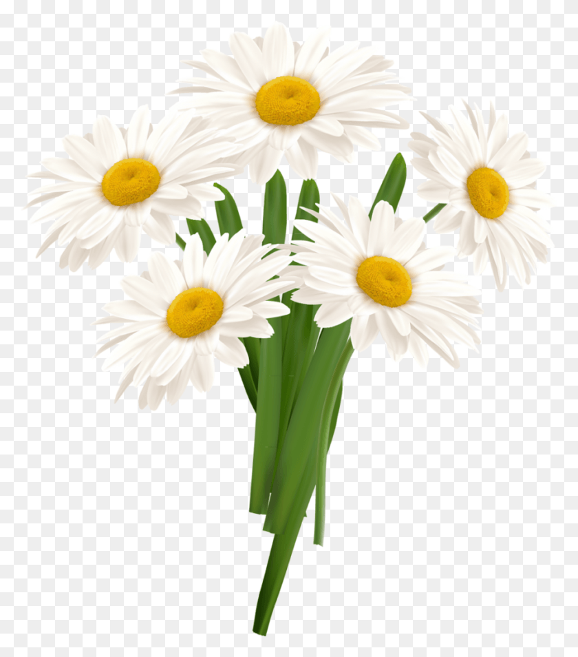 893x1024 White Camomile White Camomile Flower, Plant, Daisy, Daisies HD PNG Download