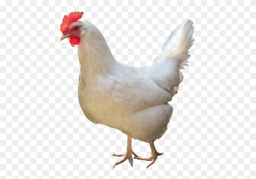 449x529 White Chicken High Quality Image White Legon, Poultry, Fowl, Bird HD PNG Download