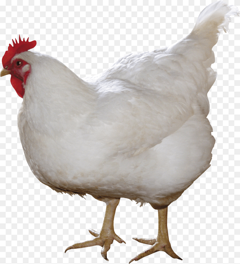 2055x2256 White Chicken Image, Animal, Bird, Fowl, Poultry PNG