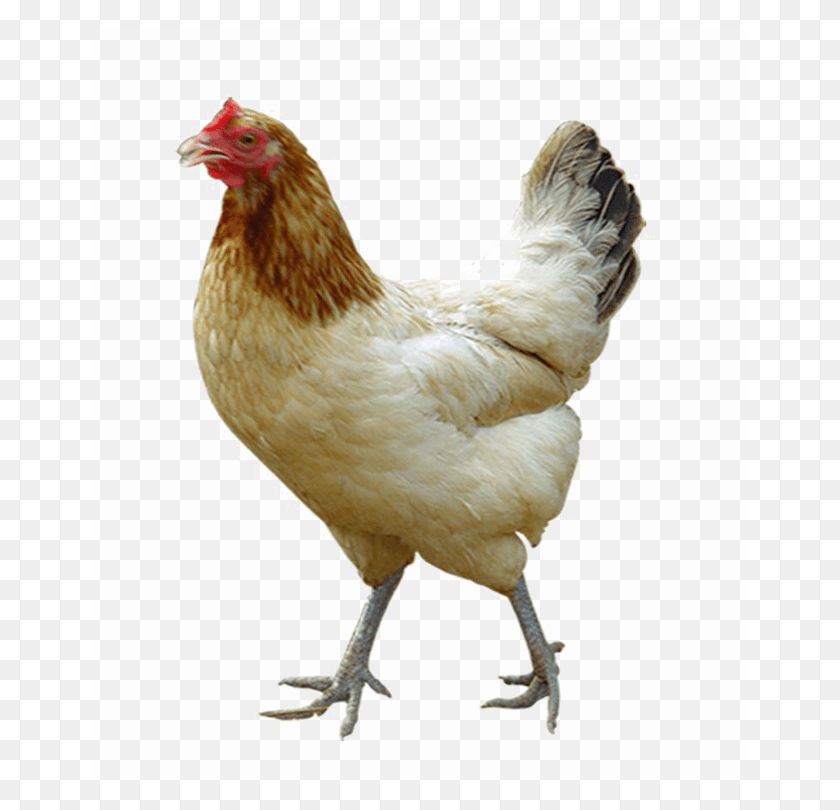 650x750 White Chicken Image Background Transparent Background Chickens, Poultry, Fowl, Bird HD PNG Download