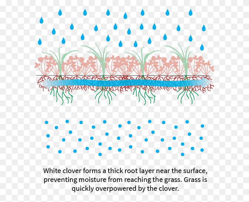 607x624 White Clover Steals Water And Nutrients From Surrounding Illustration, Graphics, Floral Design HD PNG Download
