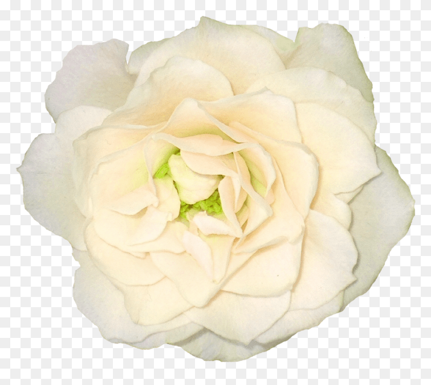 923x820 White Color Flower, Rose, Plant, Blossom HD PNG Download
