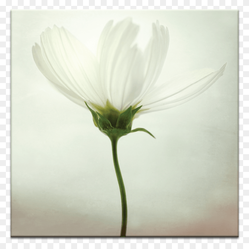 799x799 Белый Космос Oxeye Daisy, Растение, Цветок, Цветение Hd Png Скачать