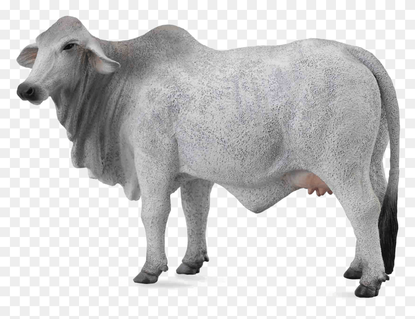 1641x1233 White Cow Image Background Bull Cow And Calf, Mammal, Animal, Ox HD PNG Download