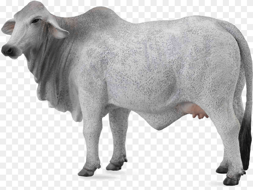 1641x1233 White Cow Image Background Collecta Brahma Cow, Animal, Bull, Cattle, Livestock PNG
