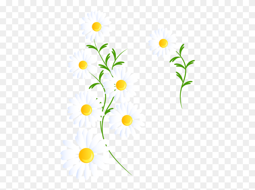 447x565 White Daisy Daisies Flower Flowers Floral Spring White Daisy Clipart, Plant, Blossom, Aster HD PNG Download