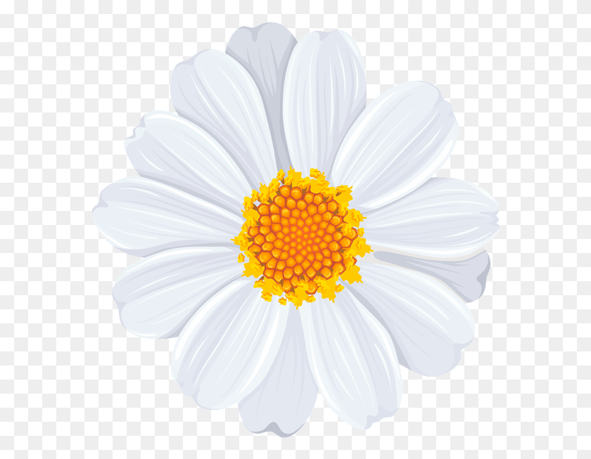 582x593 White Daisy Transparent Clip Art Image Flower Pattern White Yellow, Plant, Daisies, Blossom HD PNG Download