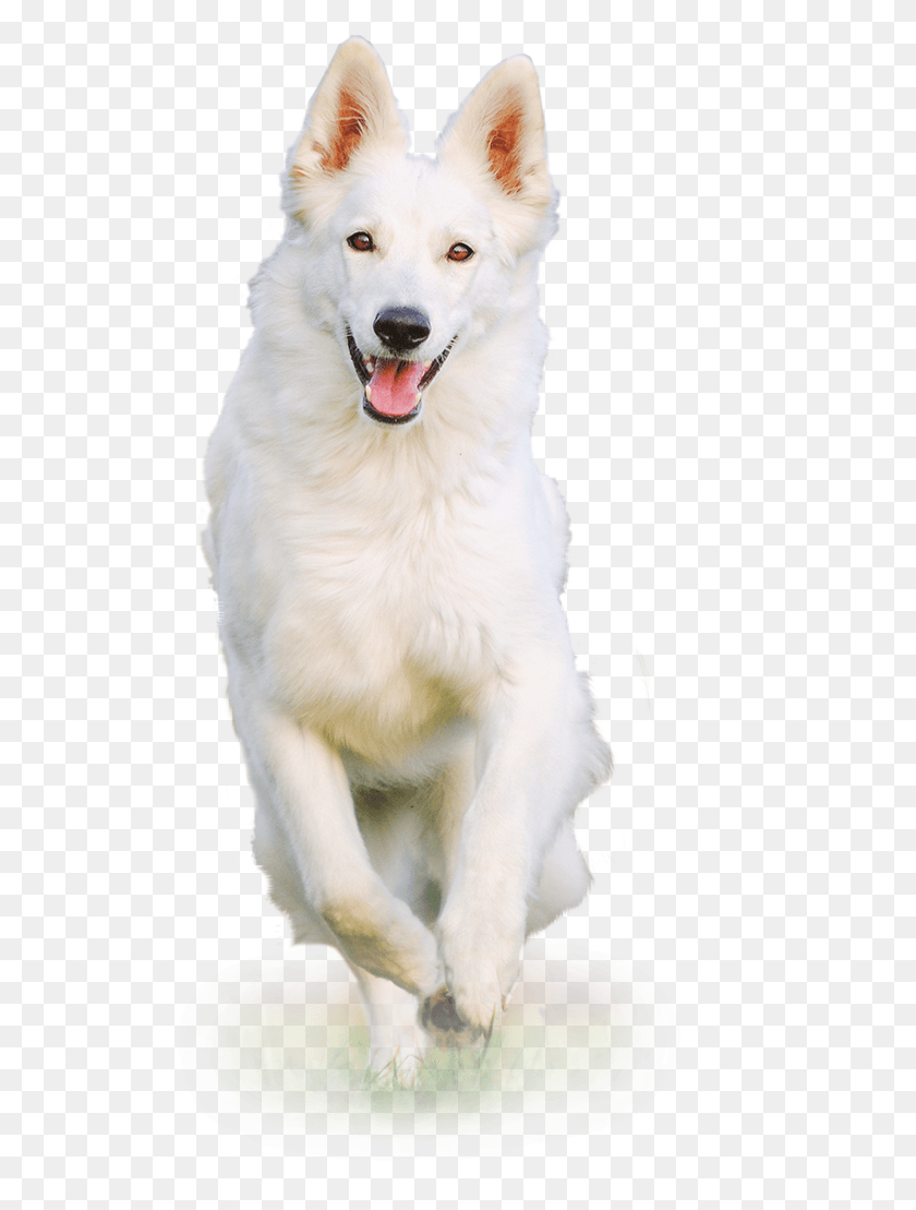 562x1049 White Dog Berger Blanc Suisse, Pet, Canine, Animal HD PNG Download
