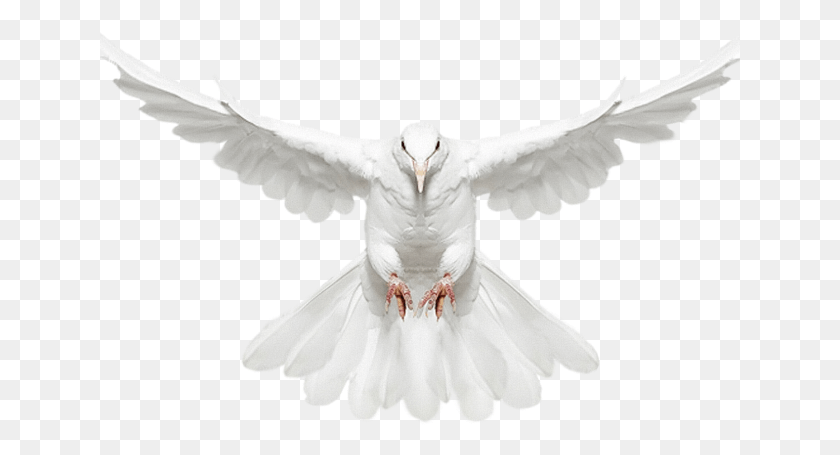 641x395 White Dove Clipart Animated Bazaar, Pigeon, Bird, Animal HD PNG Download