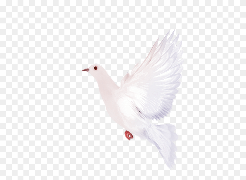 427x555 White Dove Clipart Palomas De La Paz Para Photoshop, Bird, Animal, Pigeon HD PNG Download