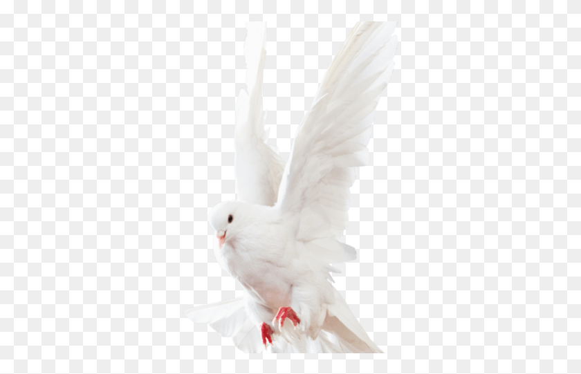 314x481 White Dove Clipart Transparent Background Clip Art, Pigeon, Bird, Animal HD PNG Download