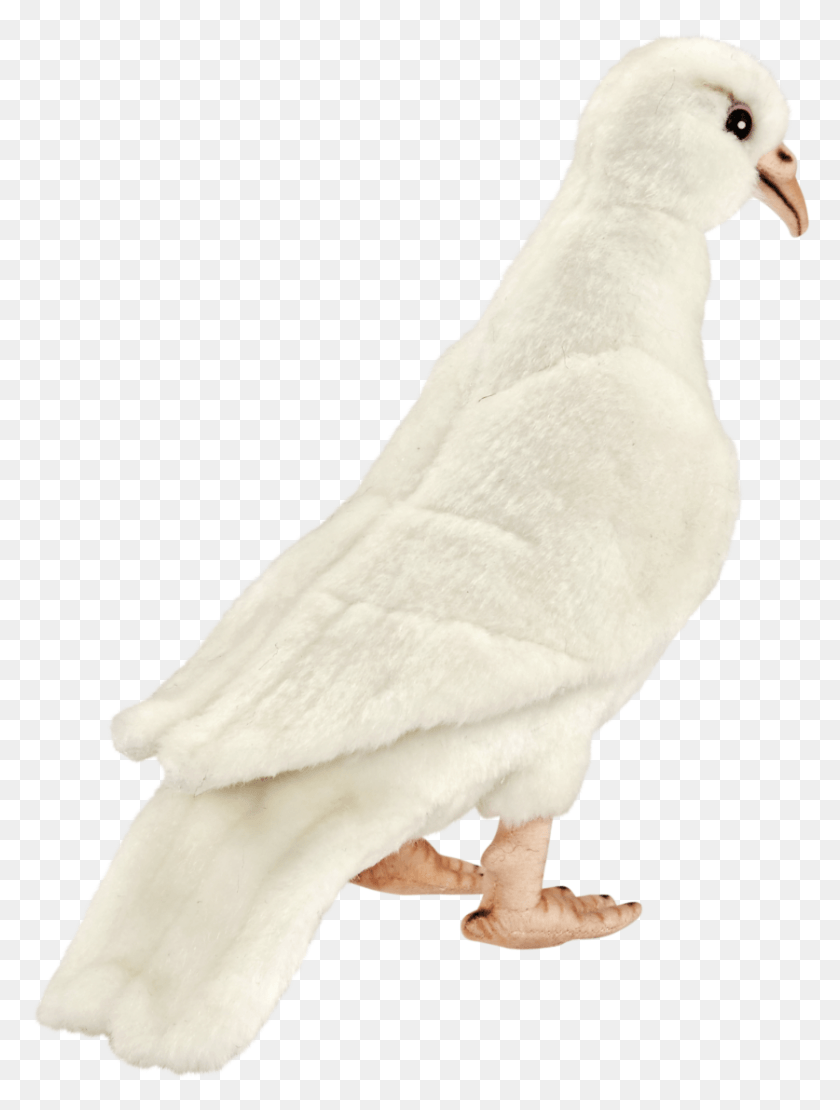 837x1127 White Dove Rock Dove, Bird, Animal, Pigeon HD PNG Download
