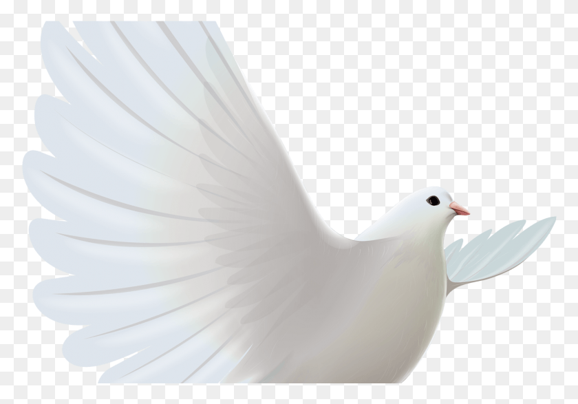 1265x856 White Dove Transparent Clipart Cerebro Hear, Bird, Animal, Pigeon HD PNG Download