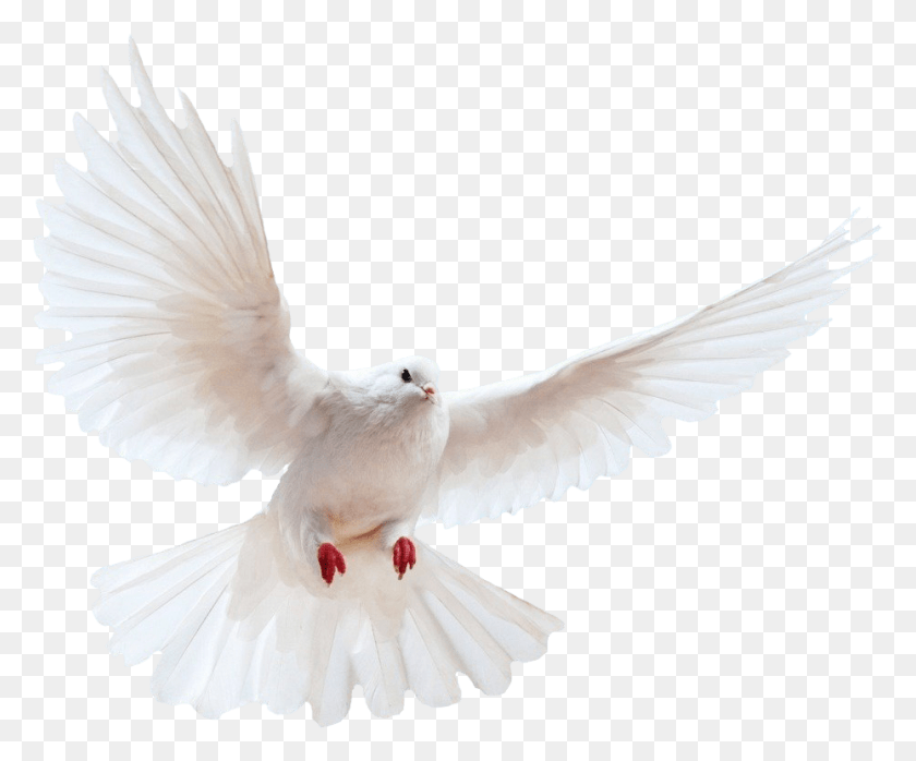929x760 White Dove Transparent Image Bird Image With Transparent Transparent Background Dove, Animal, Pigeon HD PNG Download