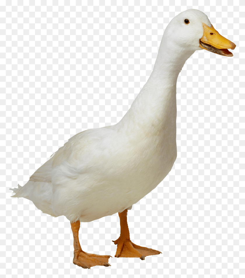 2535x2901 Pato Png / Pato Blanco Hd Png