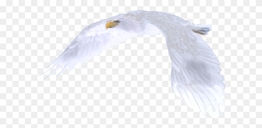 607x352 White Eagle White Eagle Bird Flying, Animal, Swan, Waterfowl HD PNG Download