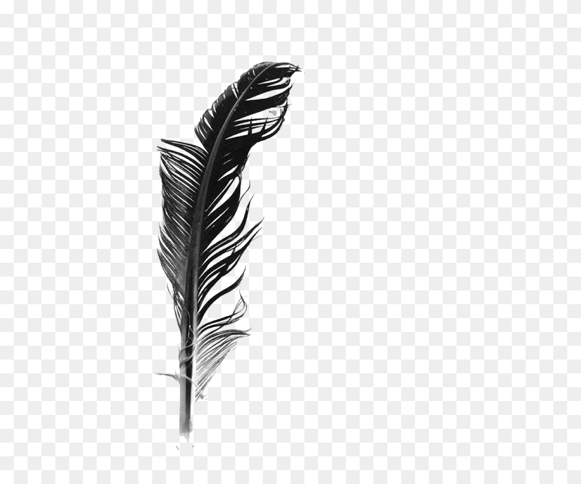 700x700 White Feather Black And White, Bottle, Plant Clipart PNG