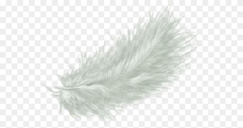 565x444 White Feather Drawing Clip Art White Fur Background, Accessories, Plant, Ice, Feather Boa Transparent PNG