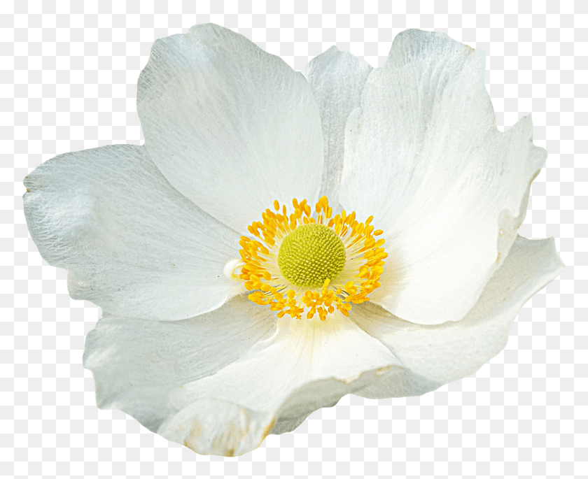 1274x1021 White Flower, Anemone, Flower, Plant HD PNG Download