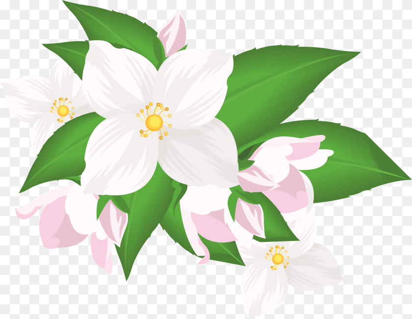 7875x6091 White Flower Clipart Jasmine, Plant, Anemone, Anther, Petal PNG