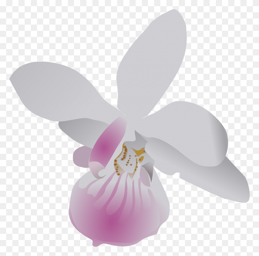1280x1267 White Flower Clipart Orchid Orchid Clip Art, Plant, Flower, Blossom HD PNG Download