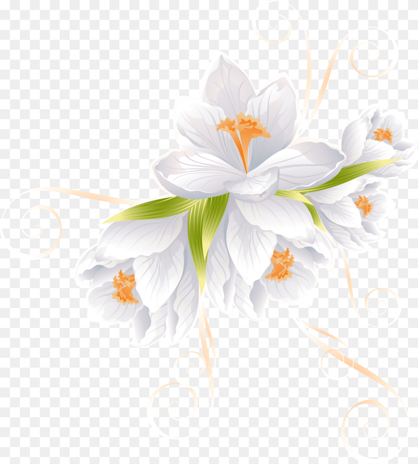 6141x6831 White Flower Clipart Transparent Background White White Flower Clipart Transparent Background, Anther, Art, Floral Design, Graphics PNG