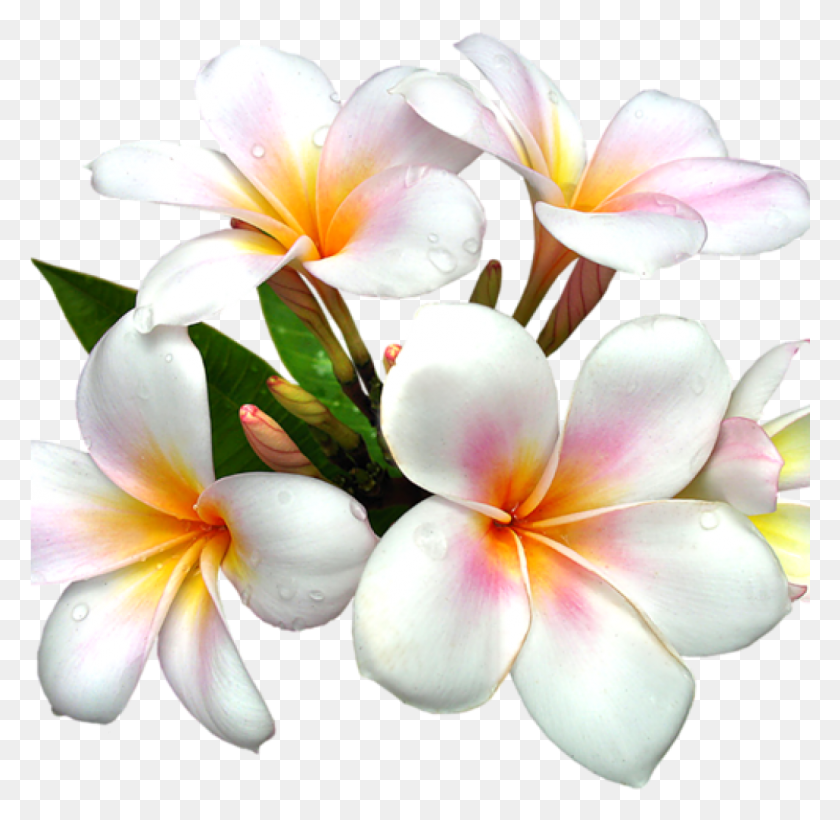 1025x999 Белый Цветок Клипарт Галерея Белых Цветов Бесплатно Настоящие Цветы Картинки, Растение, Цветок, Цветение Hd Png Скачать