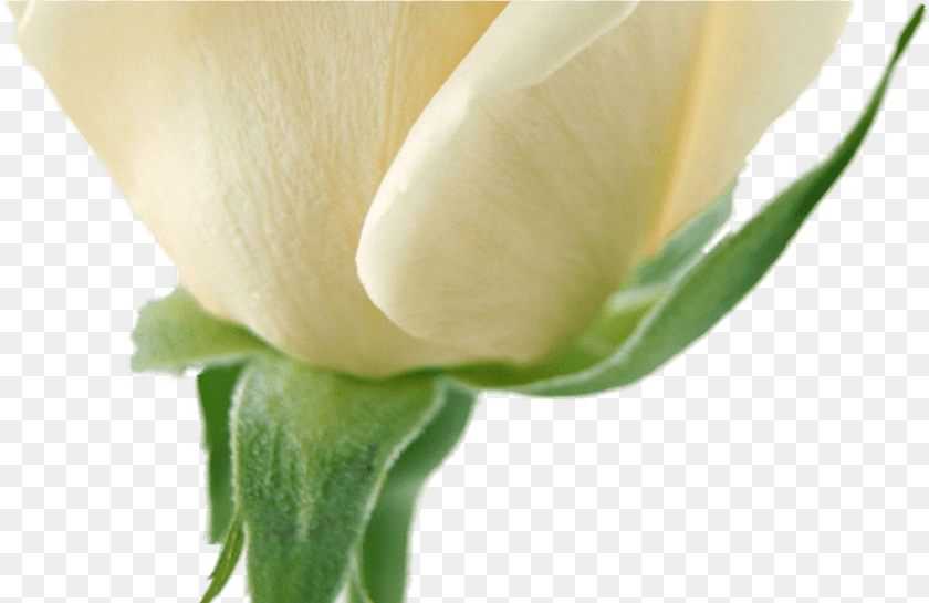 White Flower Garland For On Mbtskoudsalg Flowers, Bud, Plant, Rose, Sprout PNG