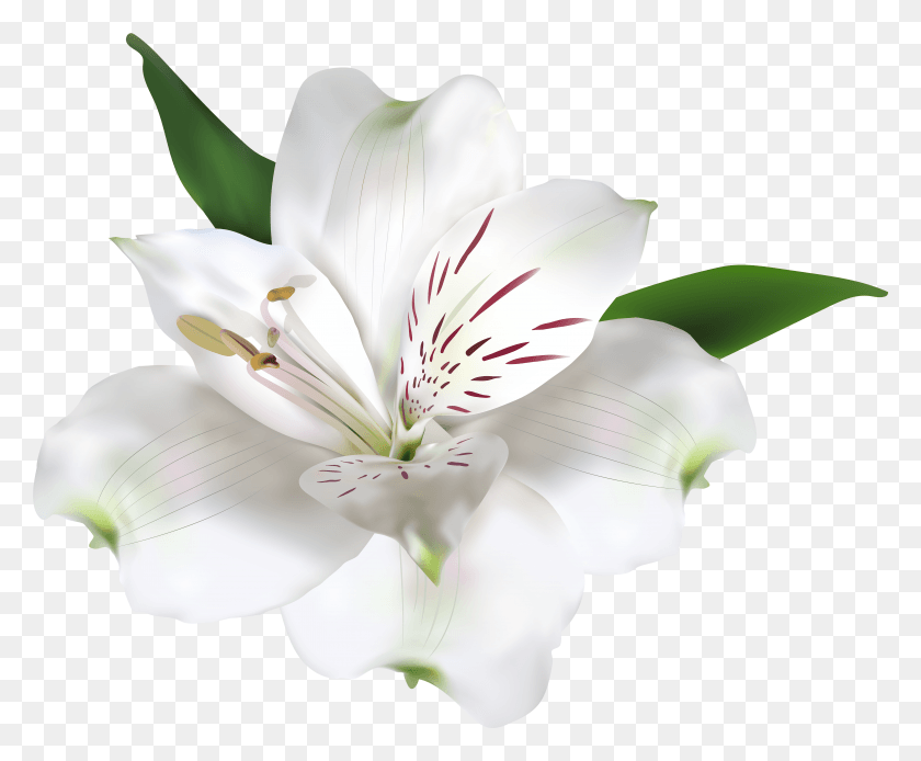 5923x4816 White Flower Transparent Clip Art Image HD PNG Download