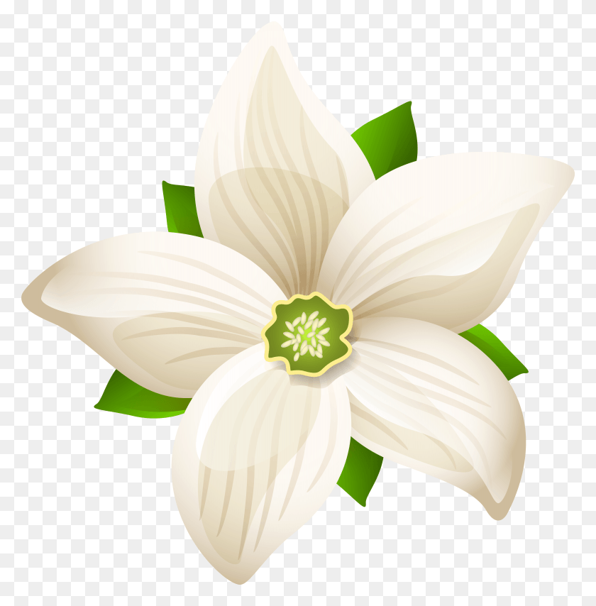 7791x7940 White Flowers, Plant, Flower, Blossom HD PNG Download