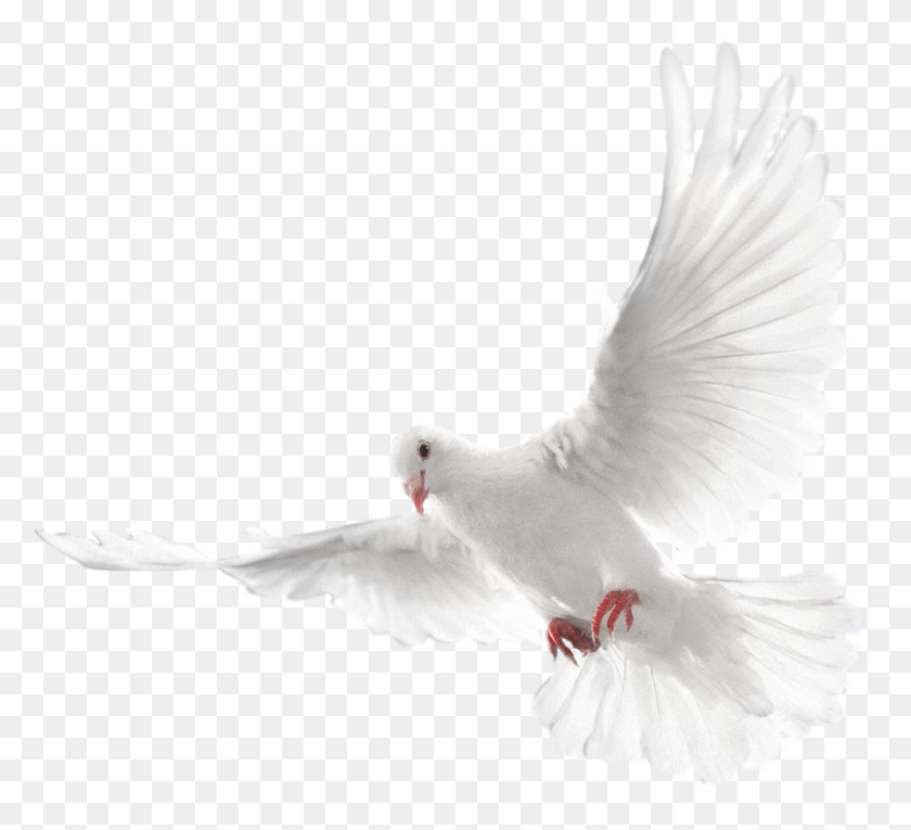 1689x1528 White Flying Pigeon Image Eid Mubarak Cb Editing Background, Bird, Animal, Dove HD PNG Download