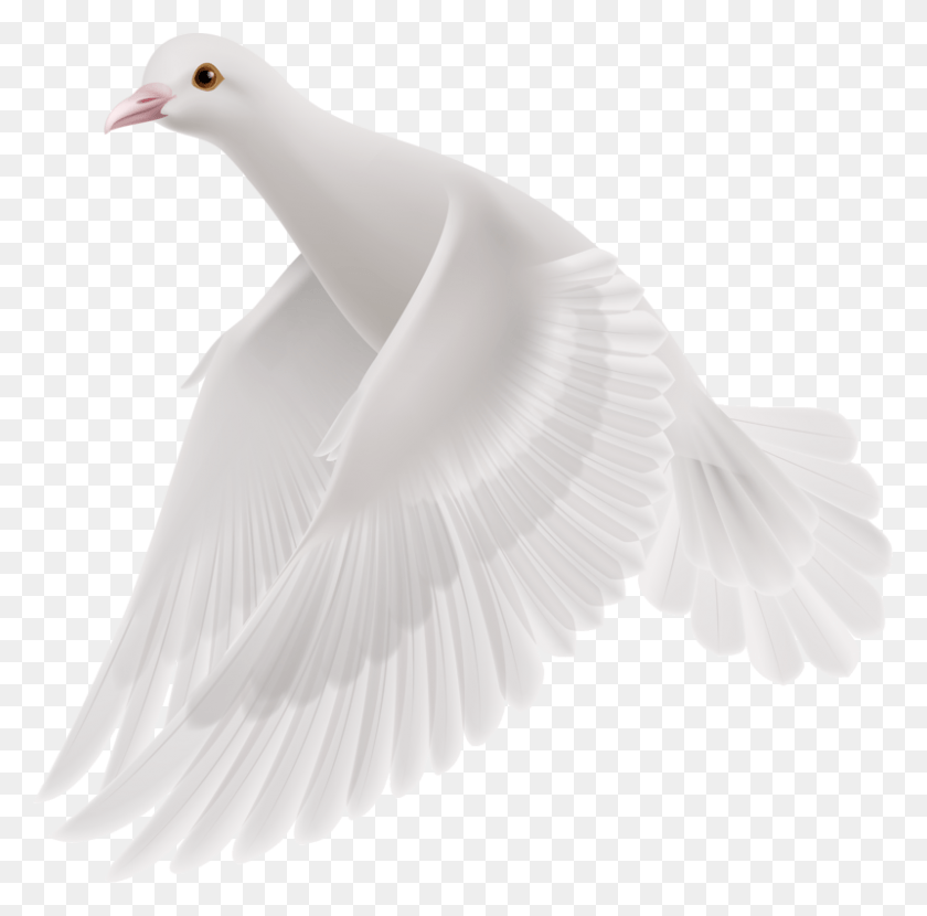 800x790 Белый Летящий Голубь Европейская Сельдь Чайка, Животное, Птица, Голубь Hd Png Скачать