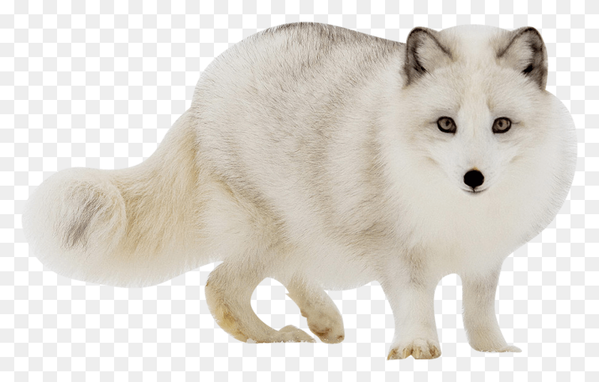 1957x1193 White Fox Transparent Images Arctic Fox Transparent Background, Wildlife, Animal, Mammal HD PNG Download