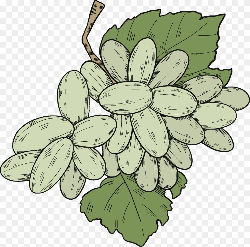White Grapes With Leaves Art, Food, Fruit, Plant Clipart PNG
