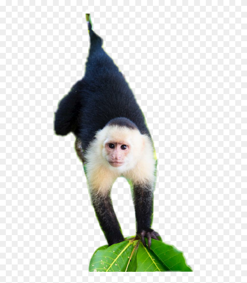480x903 White Headed Capuchin, Monkey, Wildlife, Mammal HD PNG Download