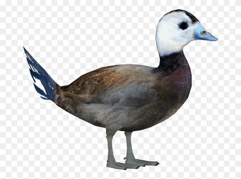 683x564 White Headed Duck M Duck, Bird, Animal, Goose HD PNG Download