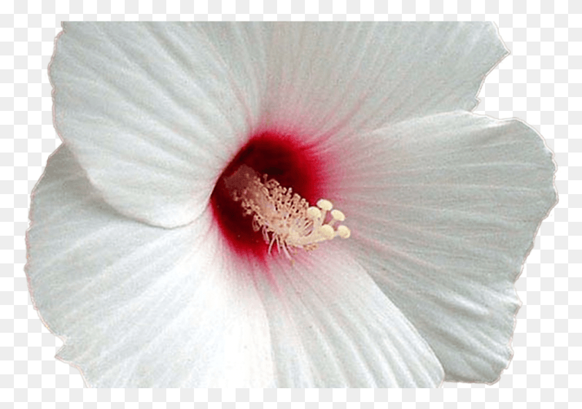 1259x856 Белый Цветок Гибискуса Бесплатно На Гавайском Гибискусе, Растение, Цветок, Цветение Hd Png Скачать